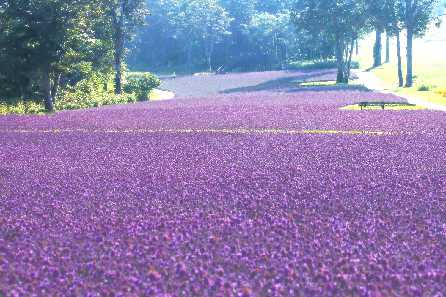 たんばらラベンダーパーク