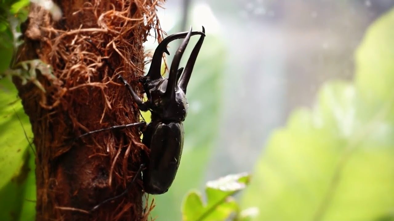 群馬県立ぐんま昆虫の森