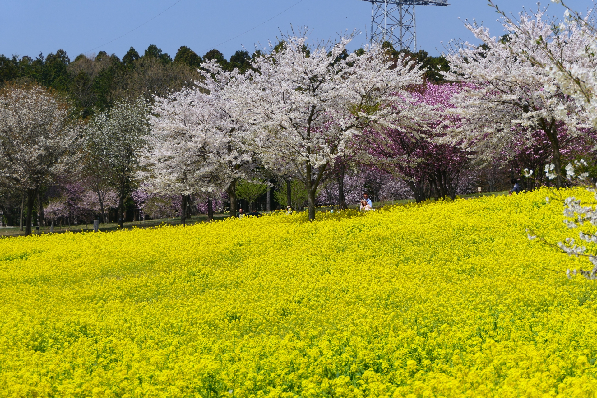 赤城南面千本桜