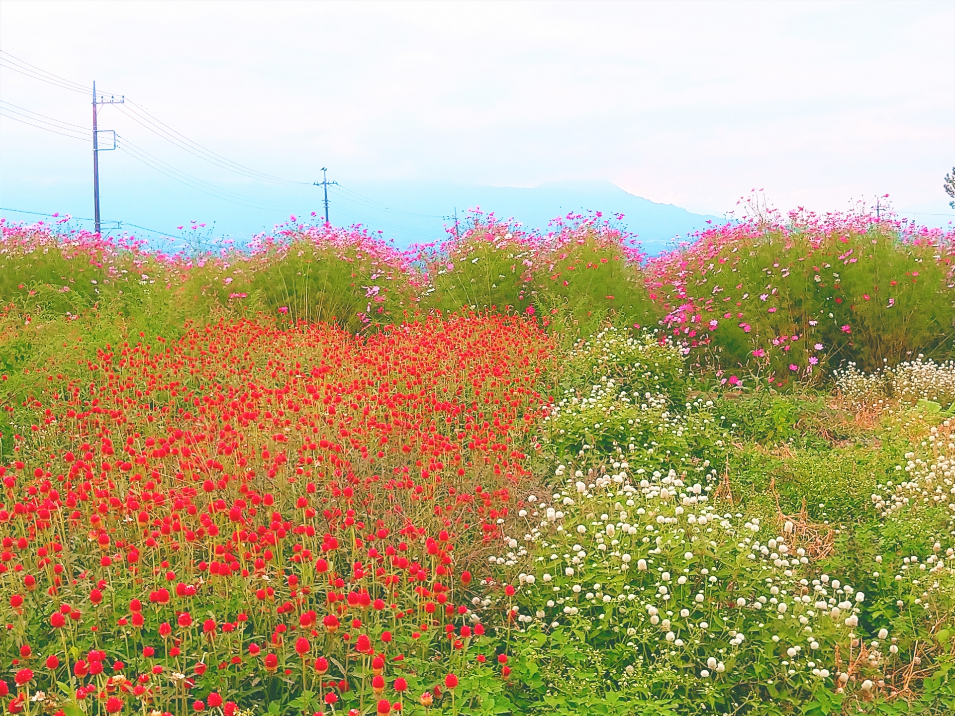 鼻高展望花の丘