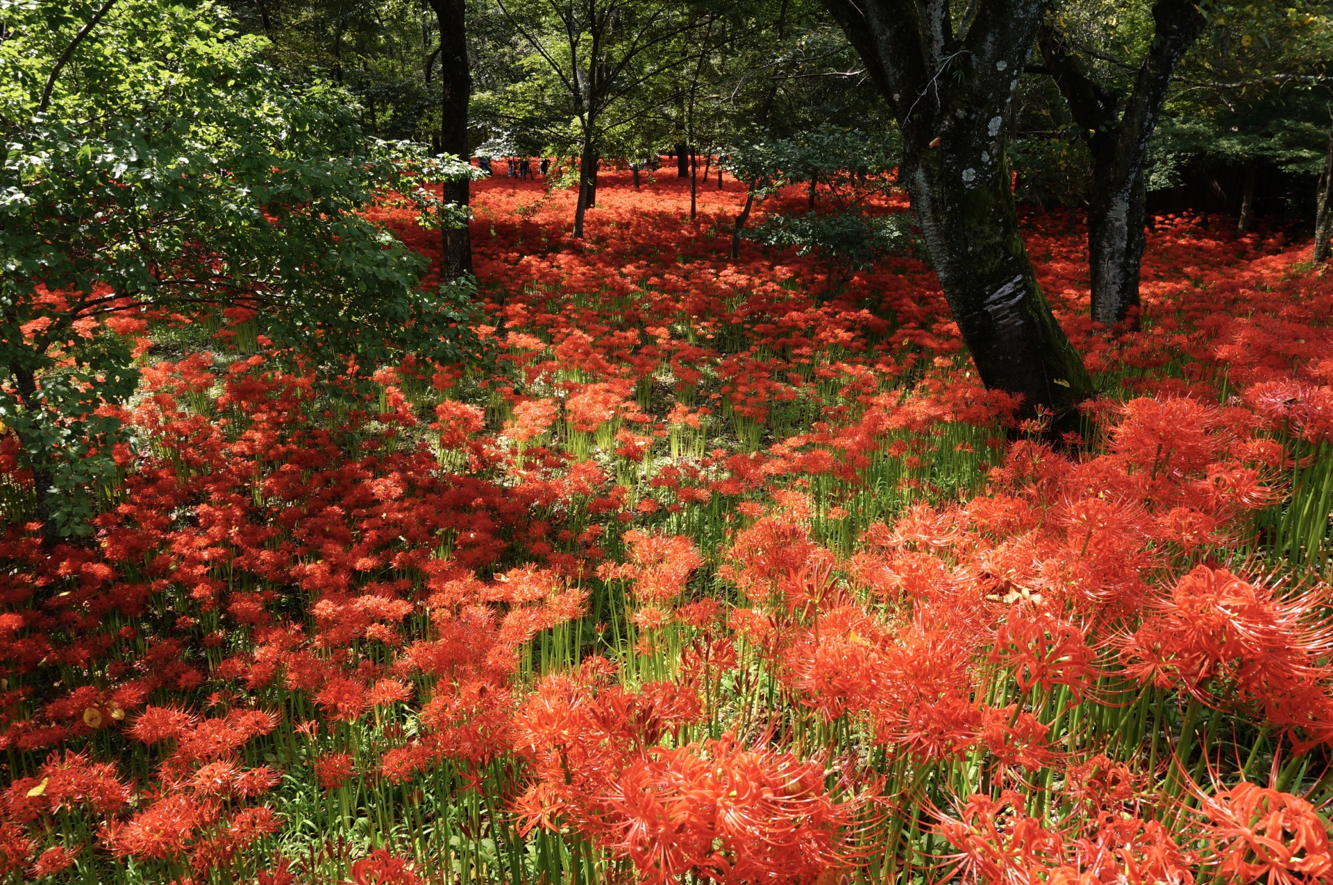 巾着田曼珠沙華公園