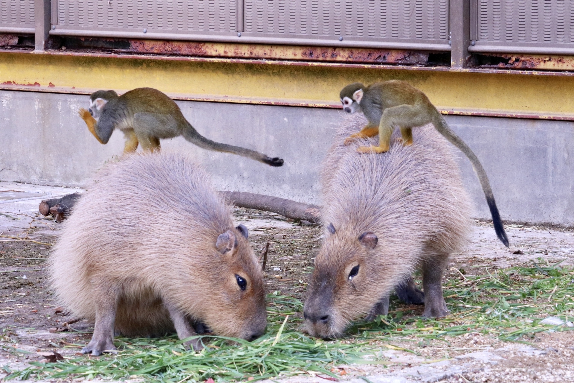 東武動物公園