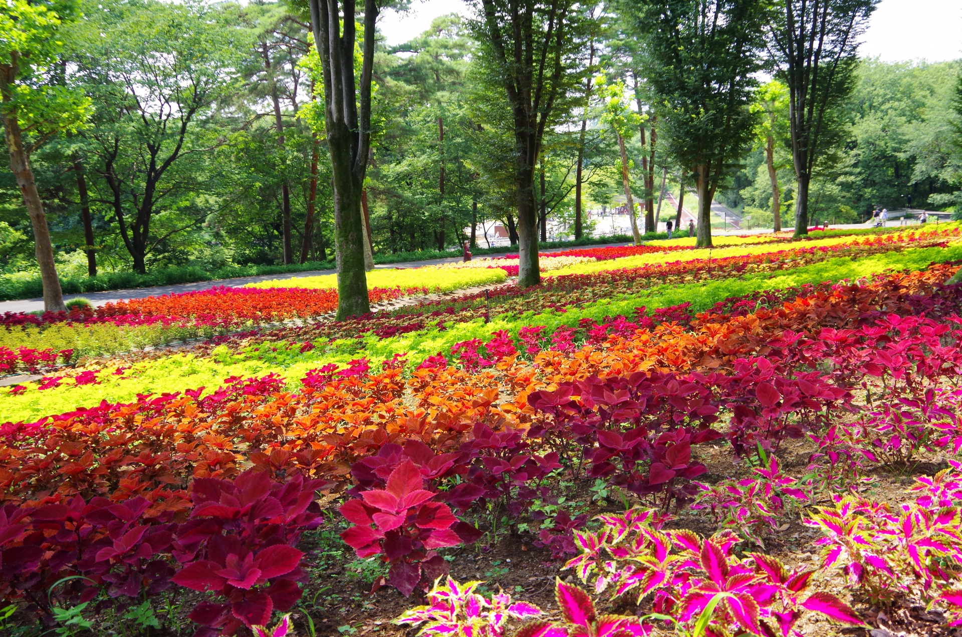 武蔵丘陵森林公園