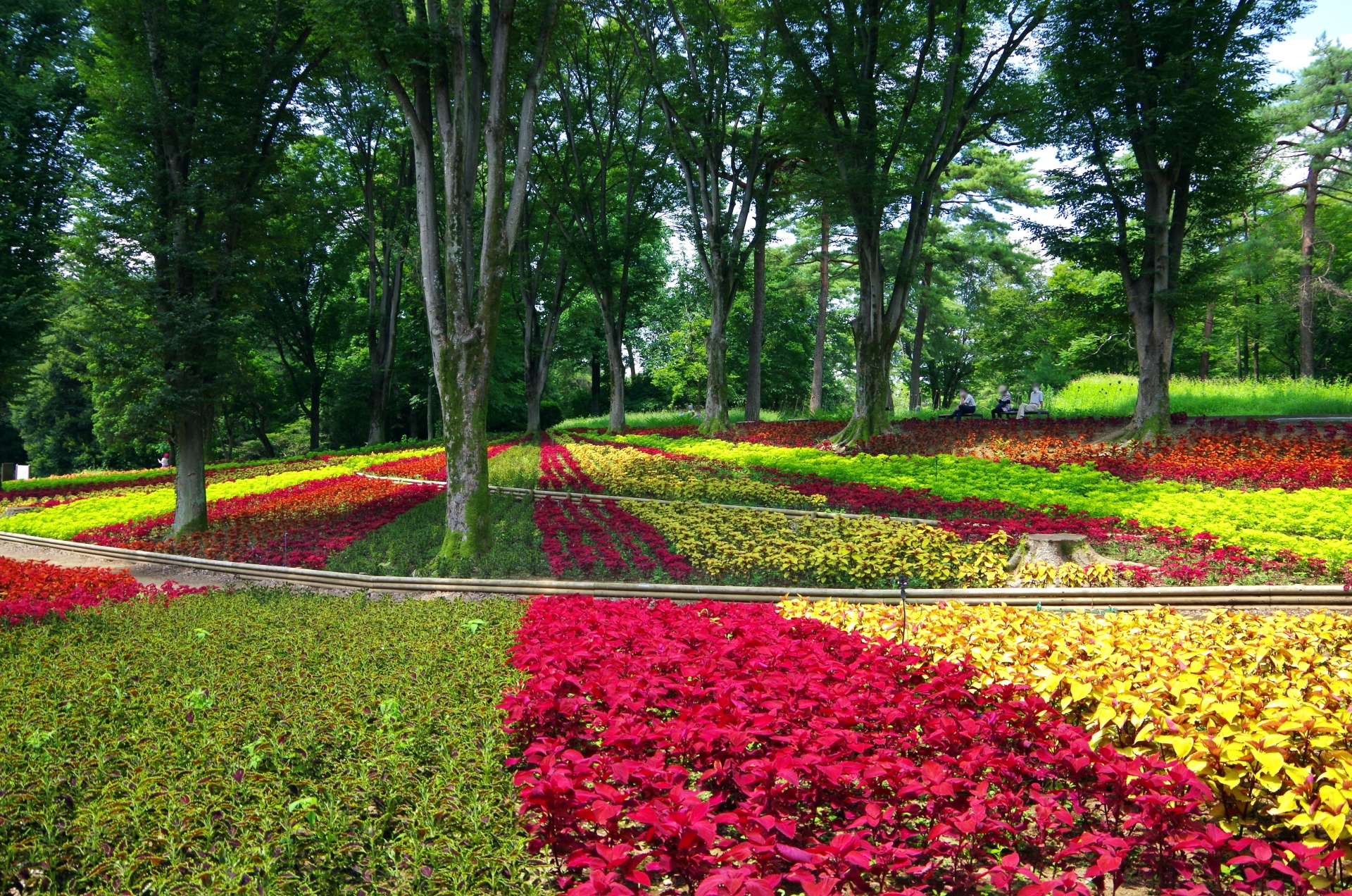 武蔵丘陵森林公園