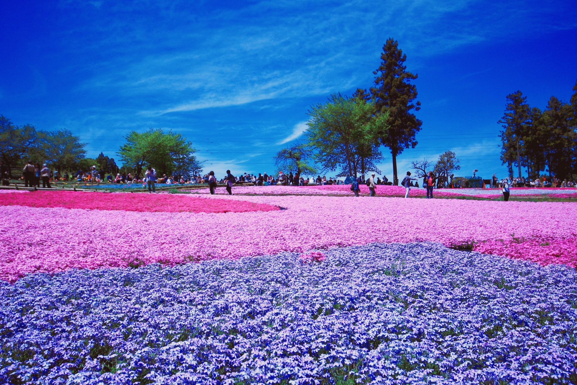 羊山公園