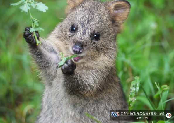 こども動物自然公園