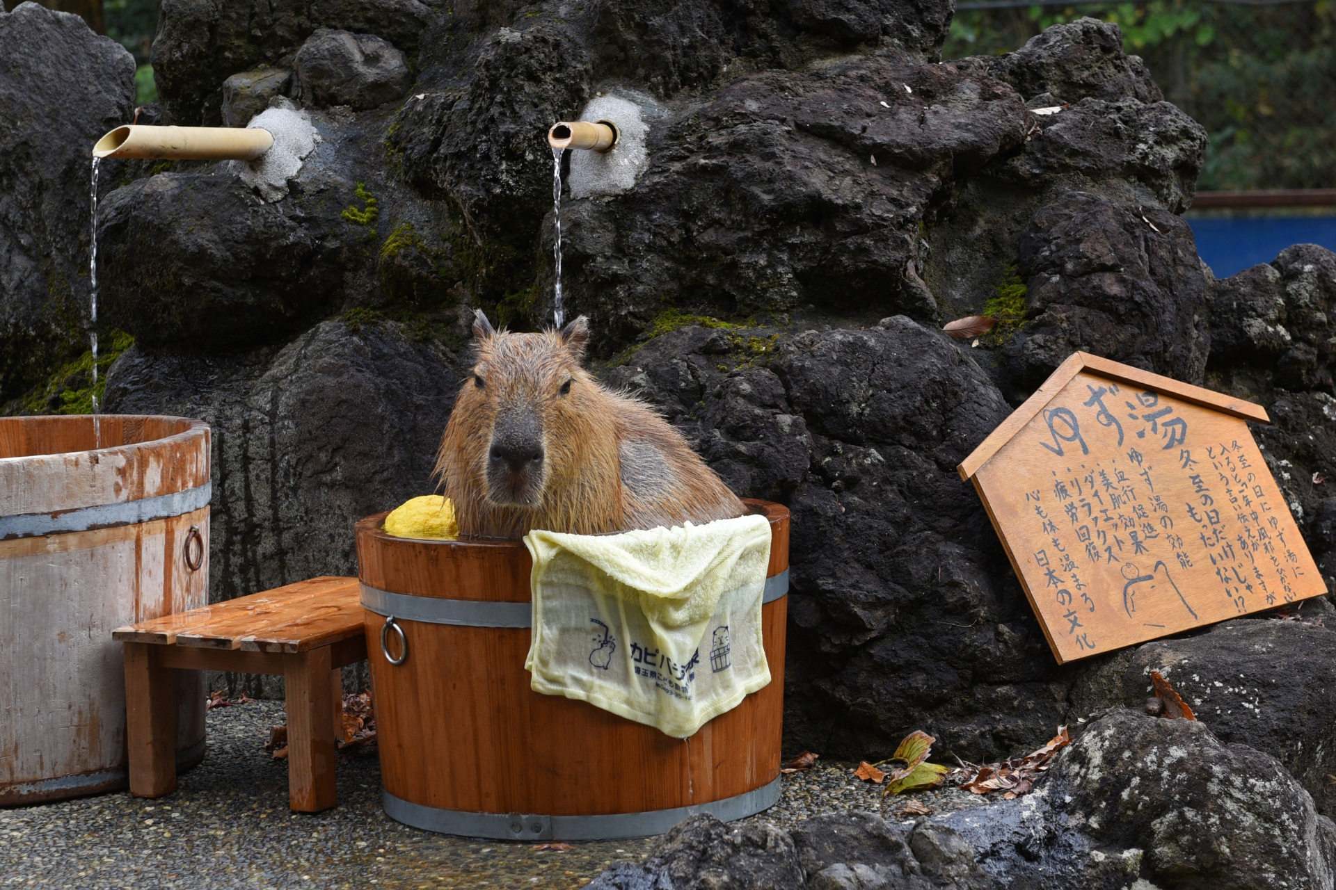 こども動物自然公園