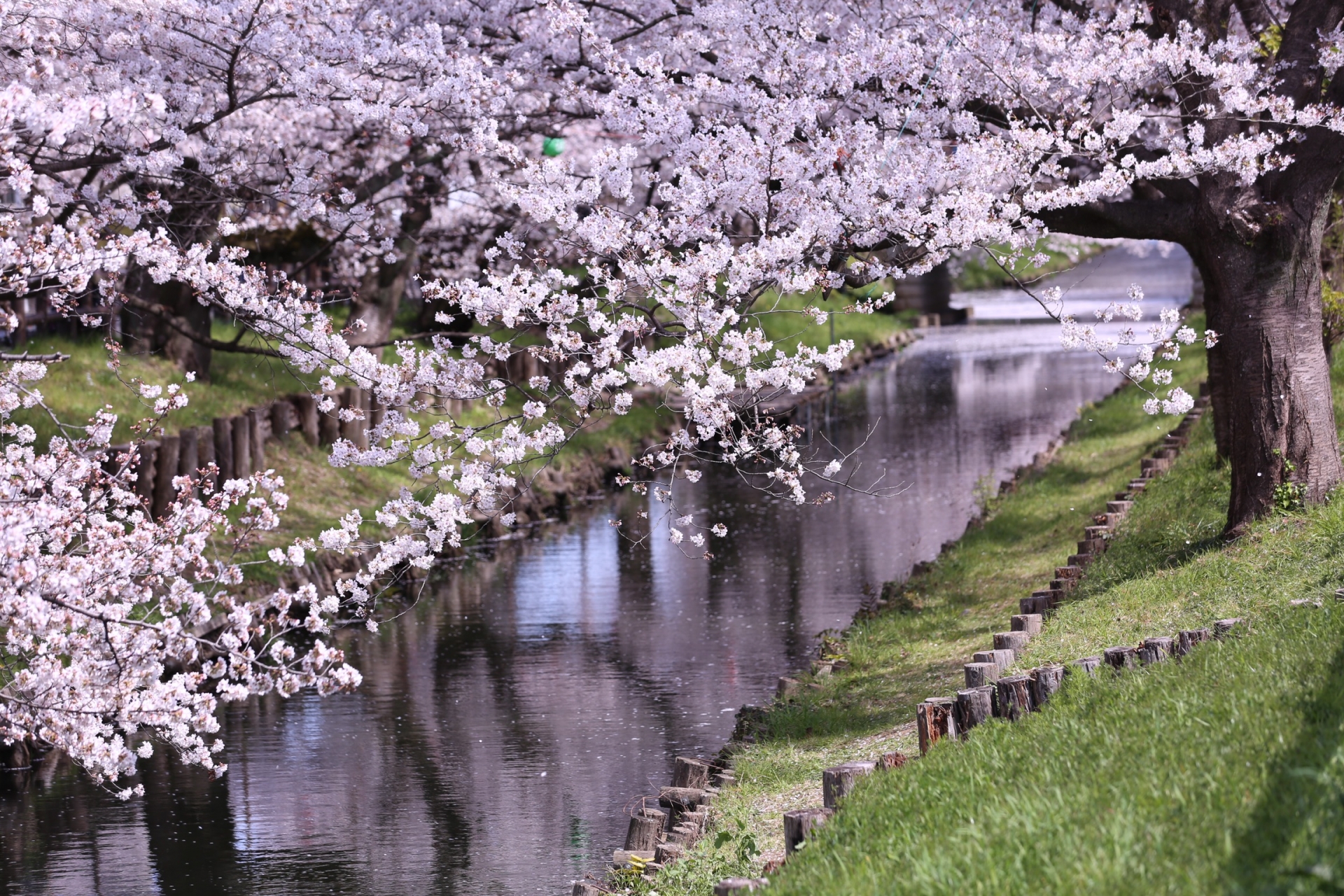 新河岸川