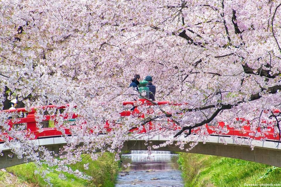 唐沢川桜堤