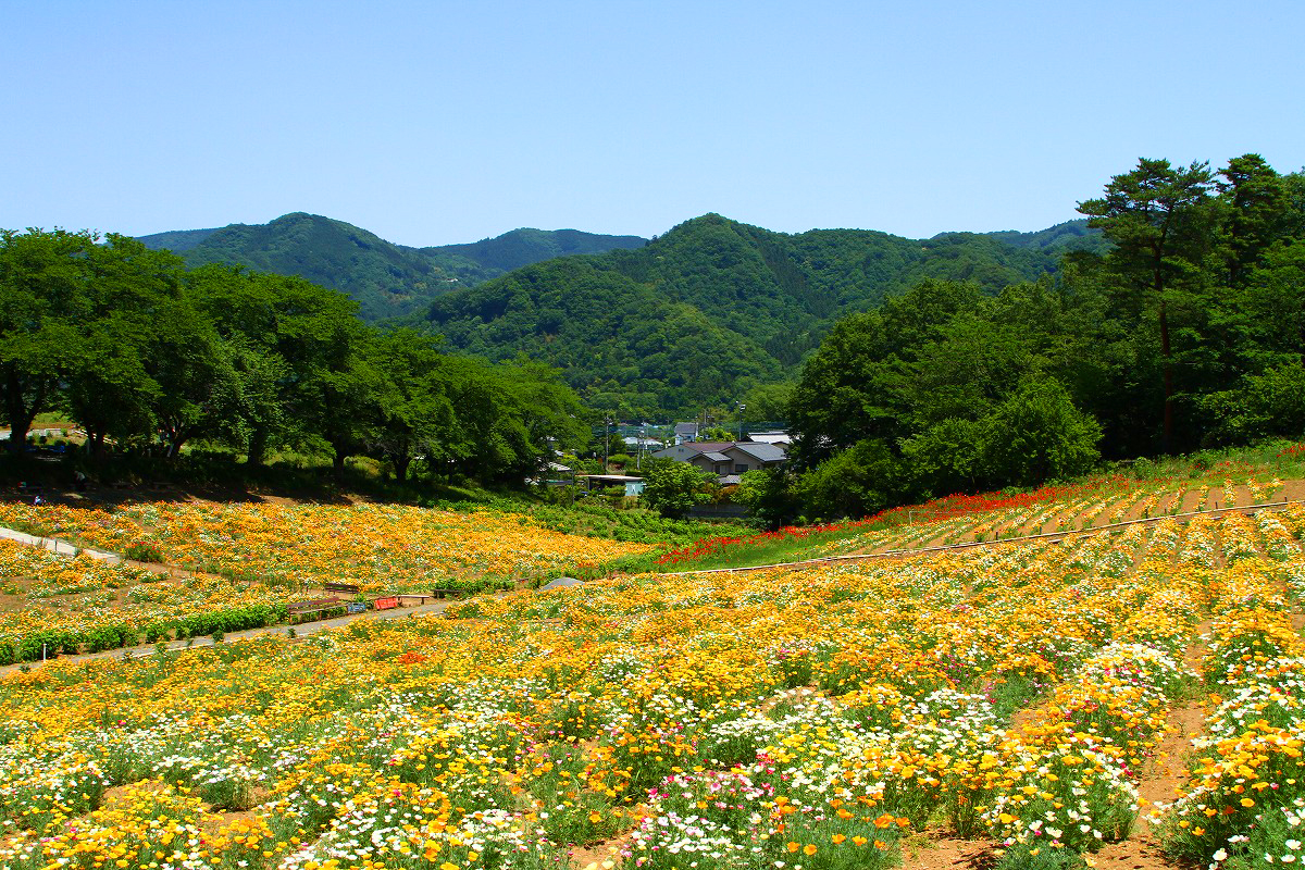 長瀞花の里