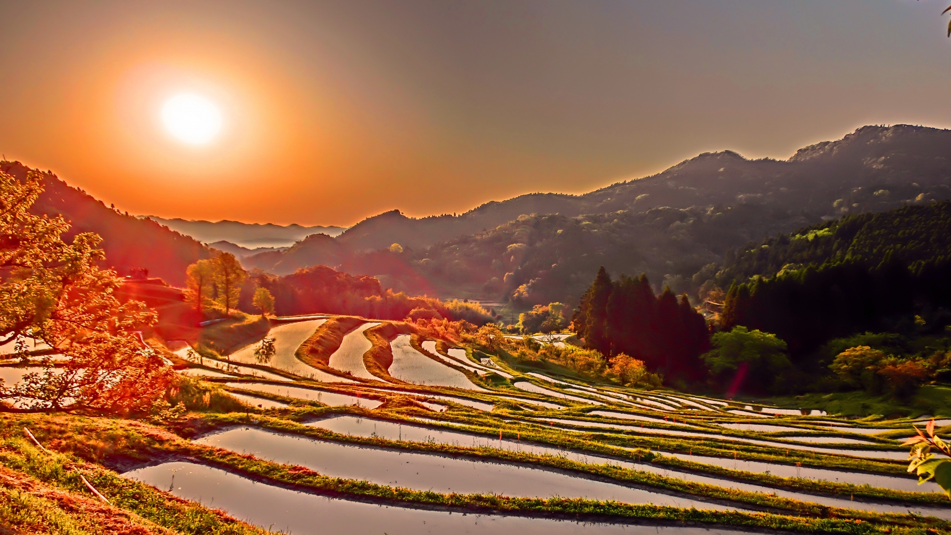 大山千枚田