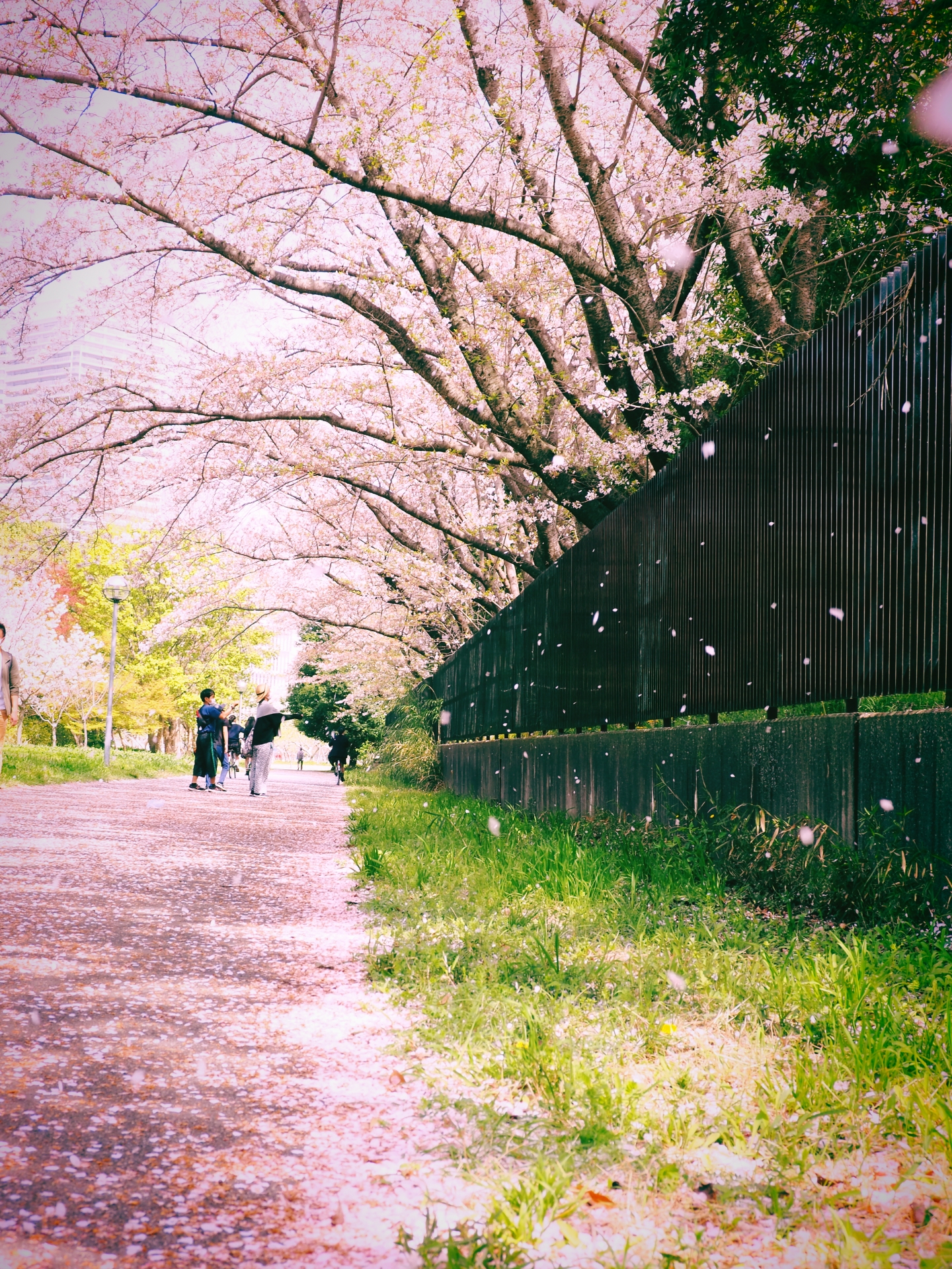 柏の葉公園