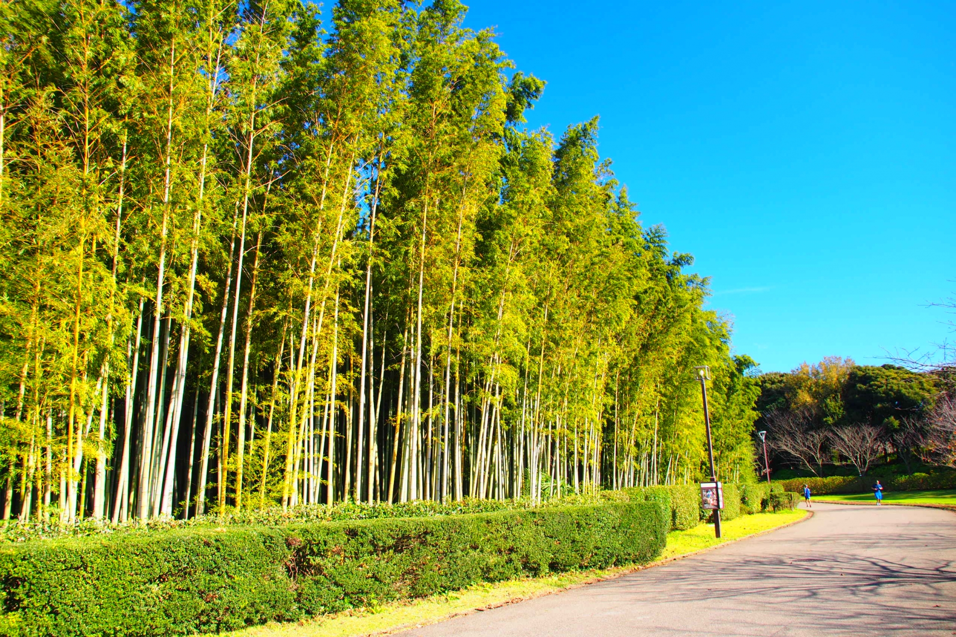 青葉の森公園