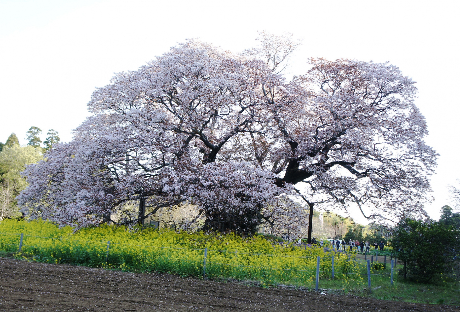 吉高の大桜