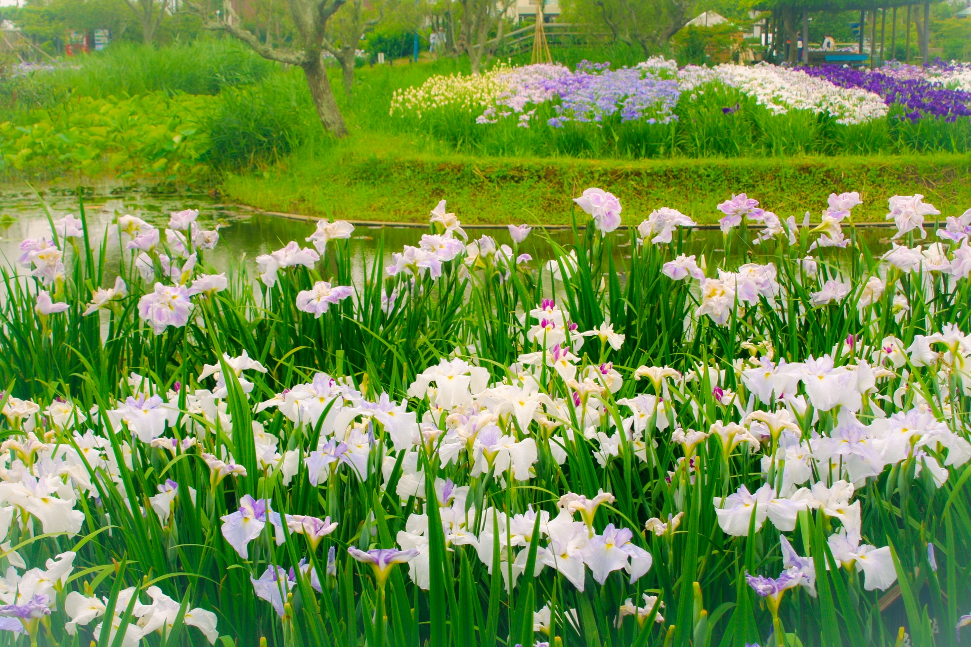 佐原 水生植物園