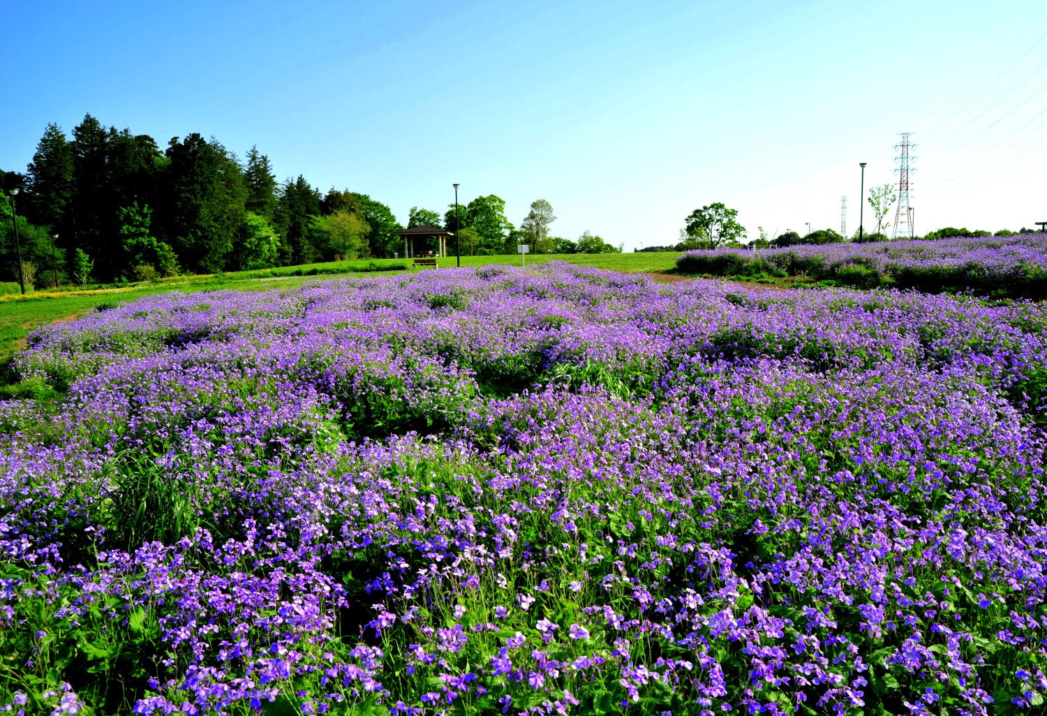 北総花の丘公園