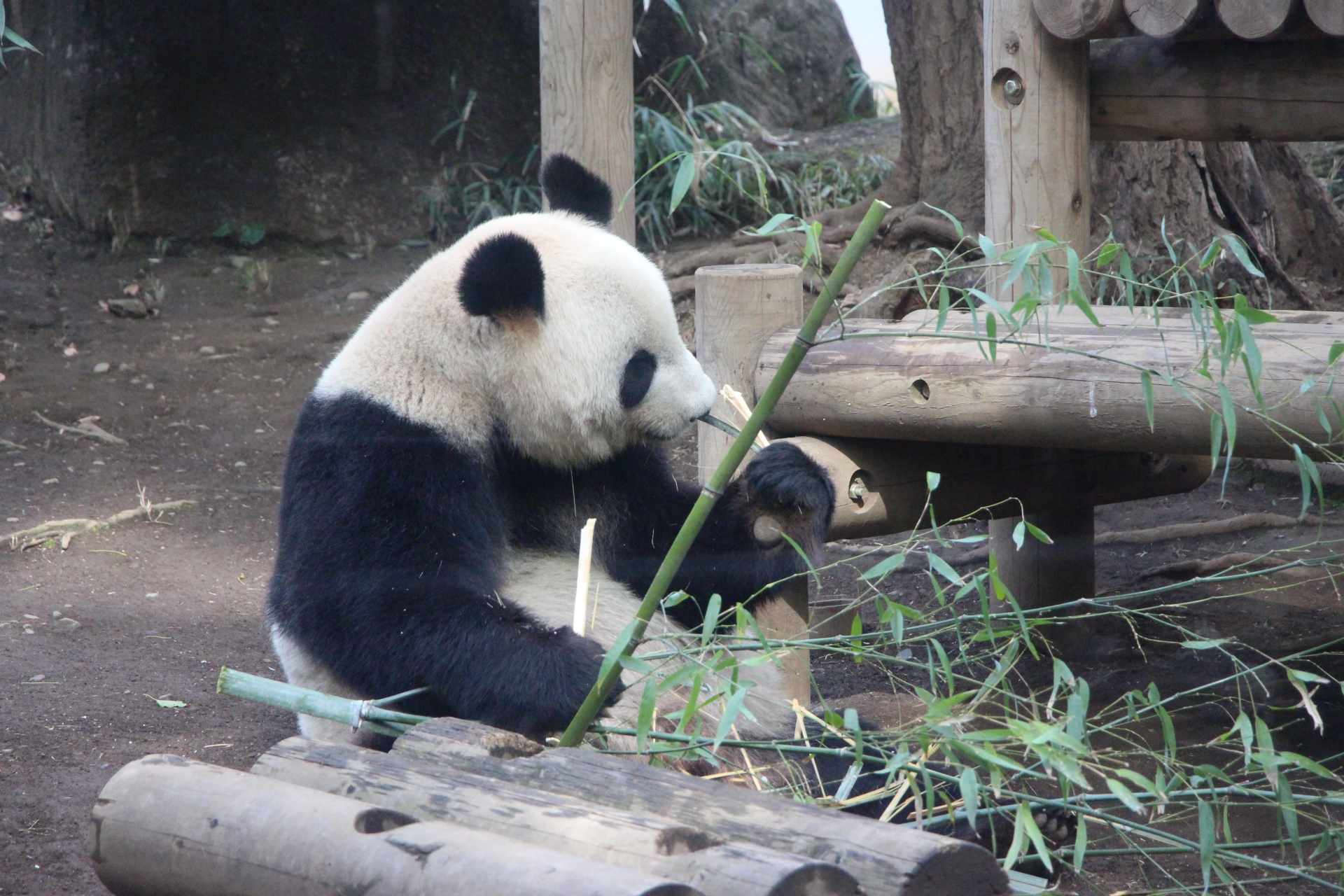 上野動物園