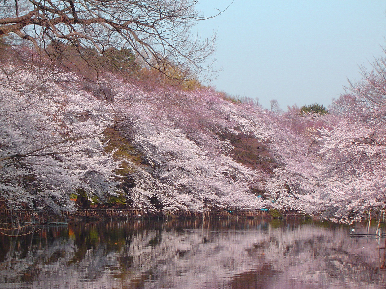 井の頭公園