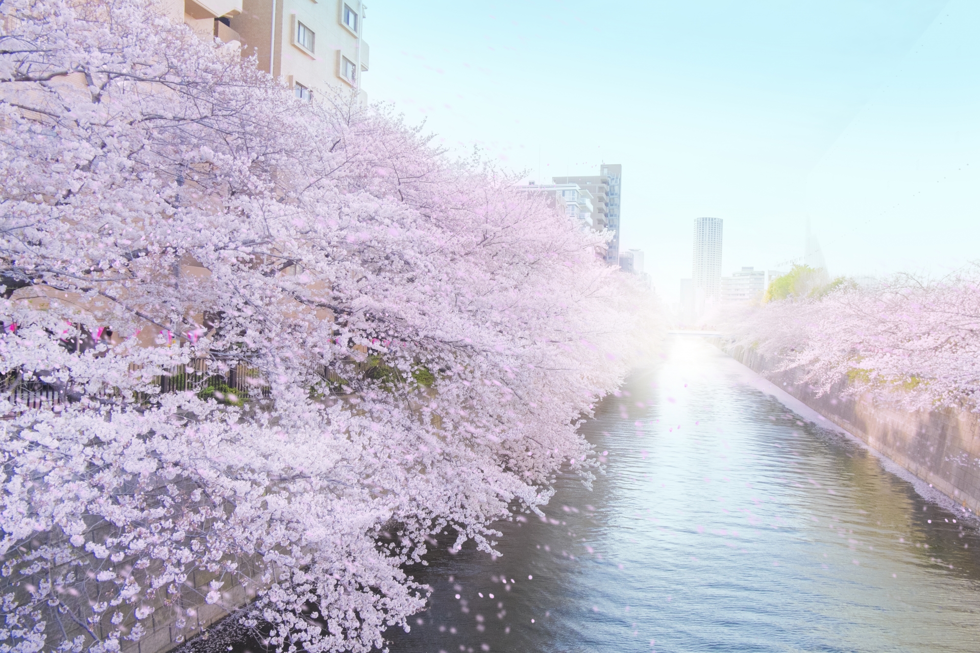 目黒川