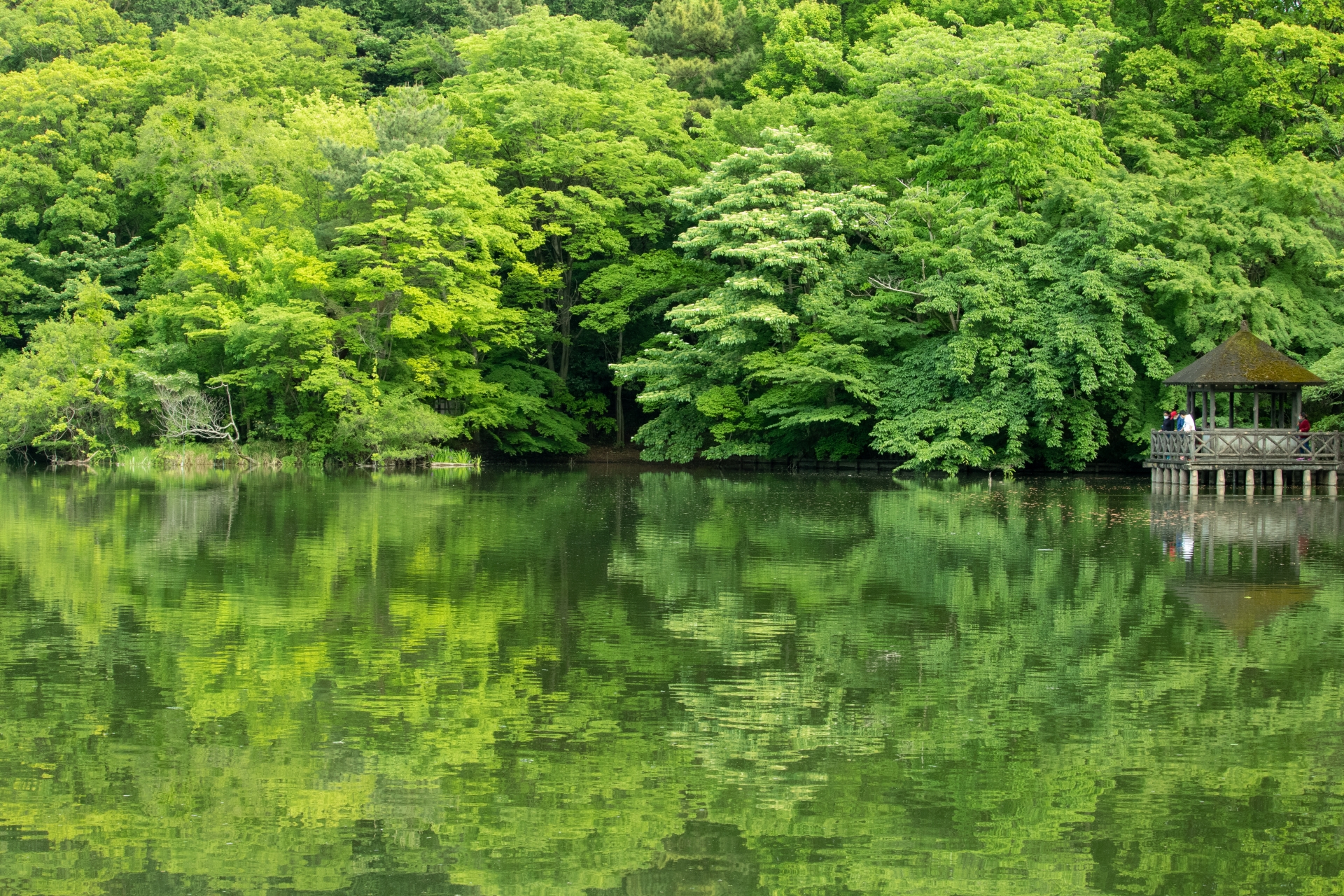 石神井公園