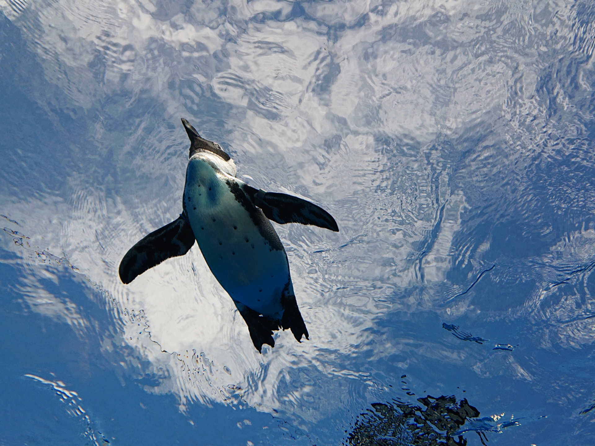 サンシャイン水族館