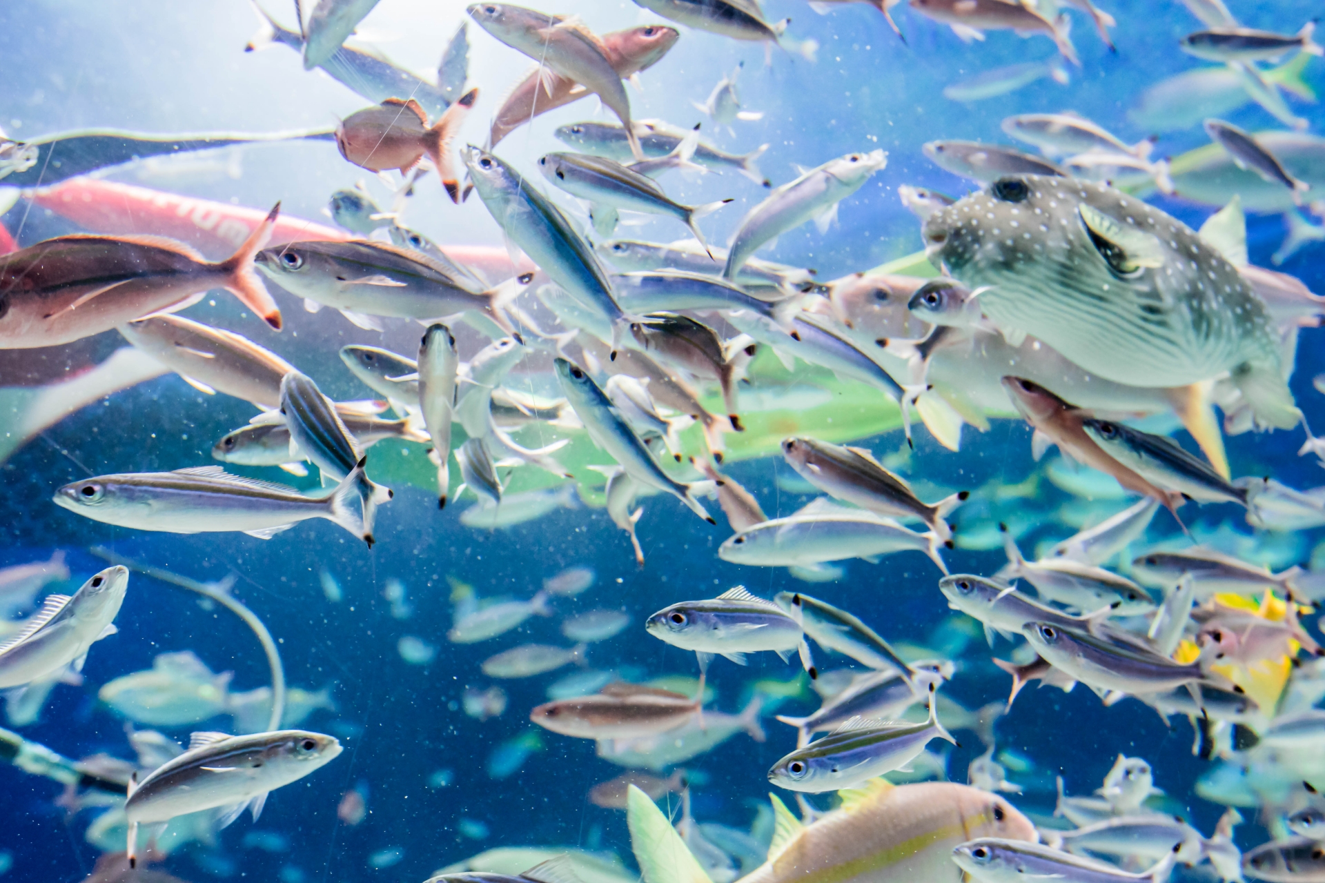 サンシャイン水族館