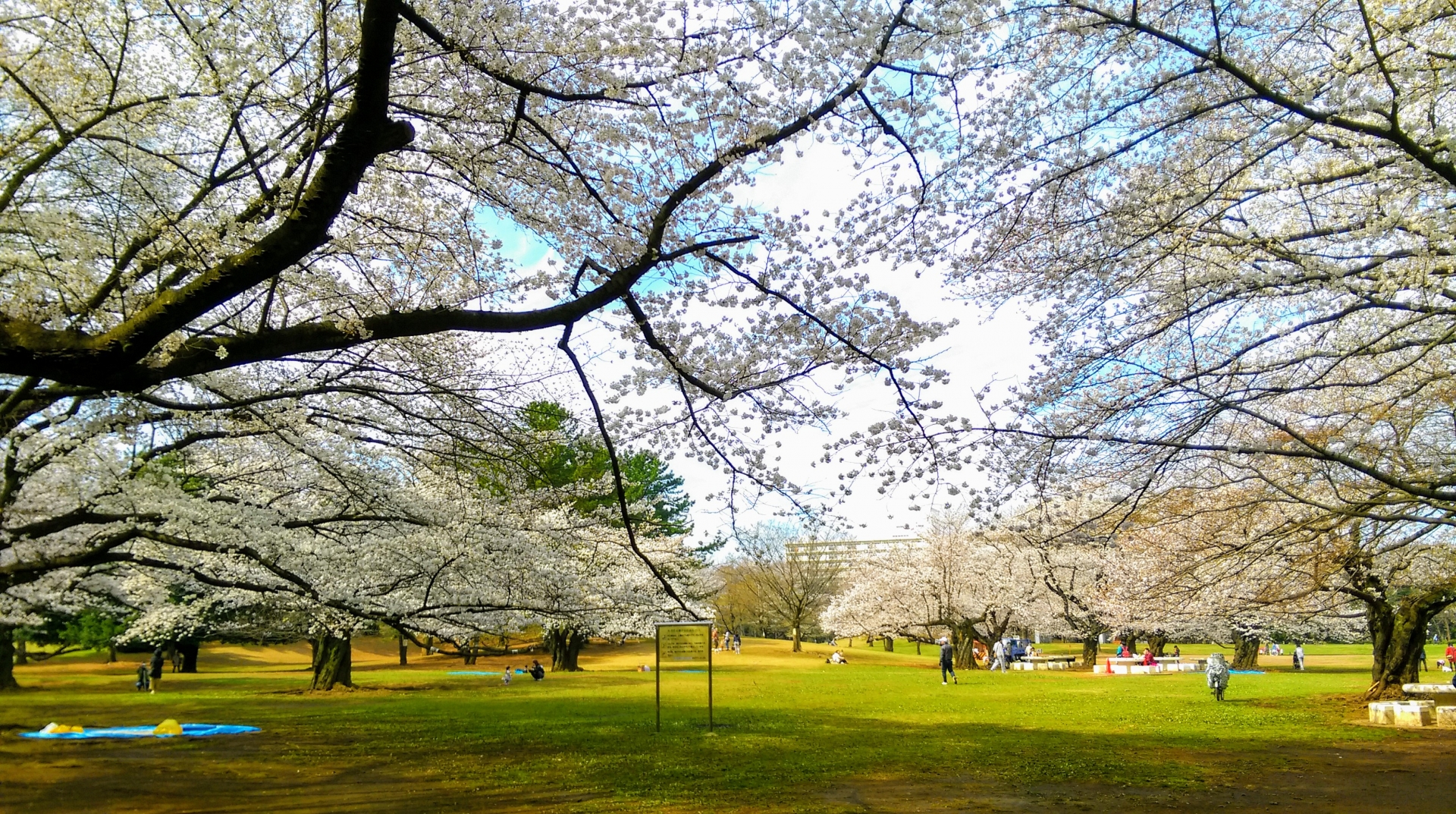 光が丘公園