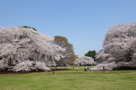 砧公園