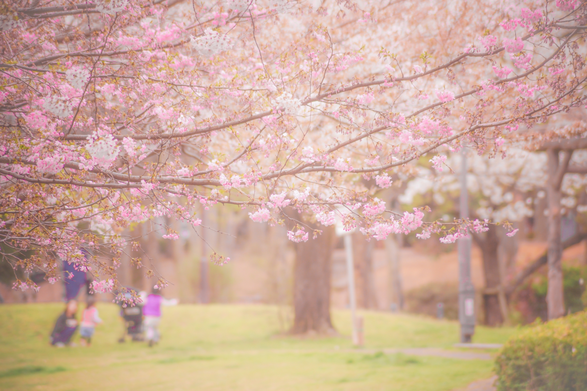 善福寺公園