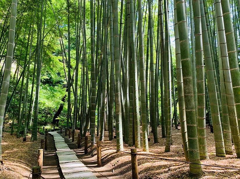 報国寺