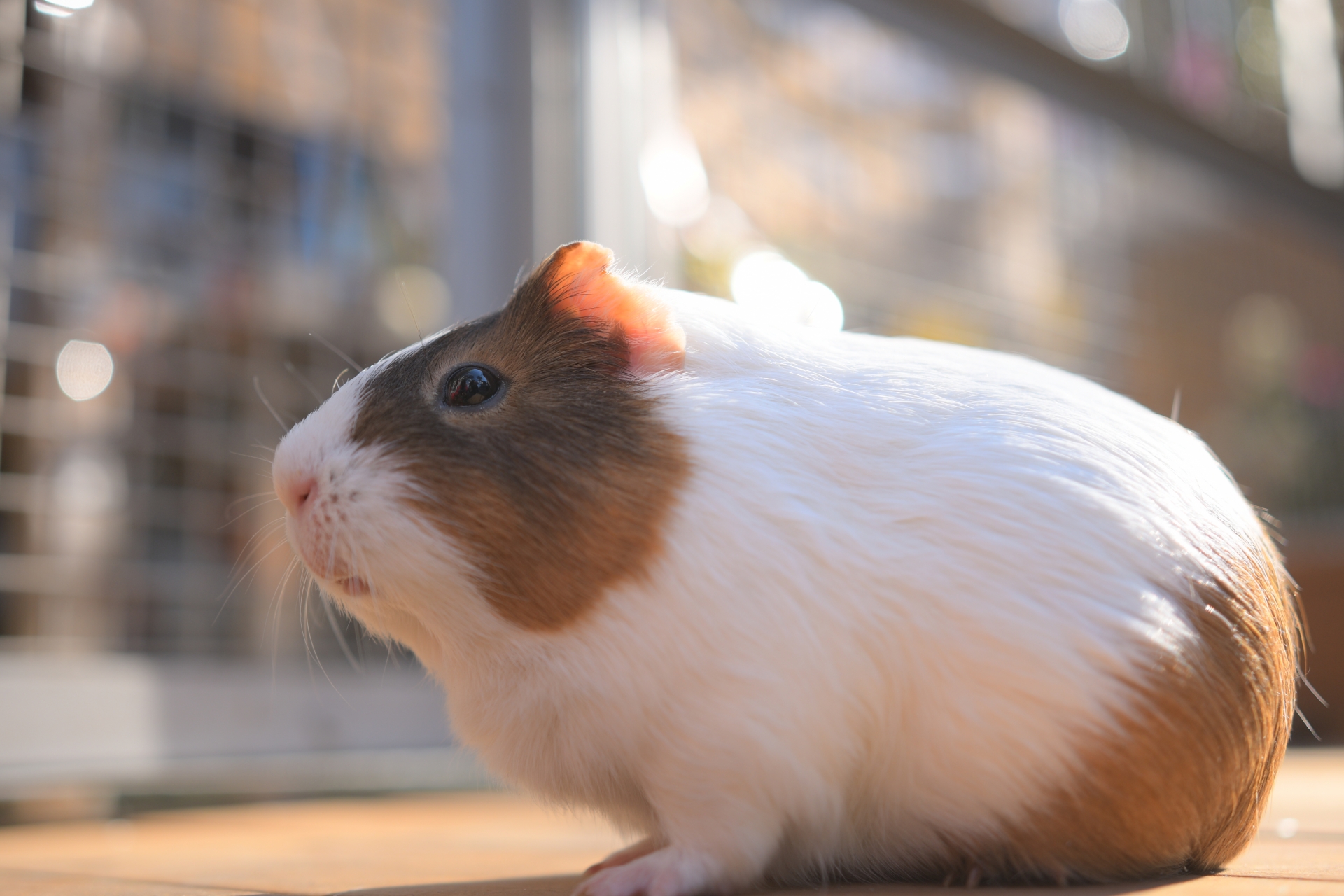 野毛山動物園