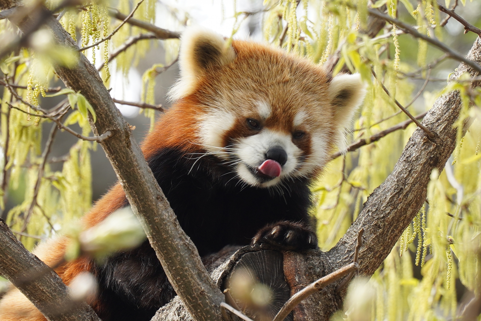 野毛山動物園