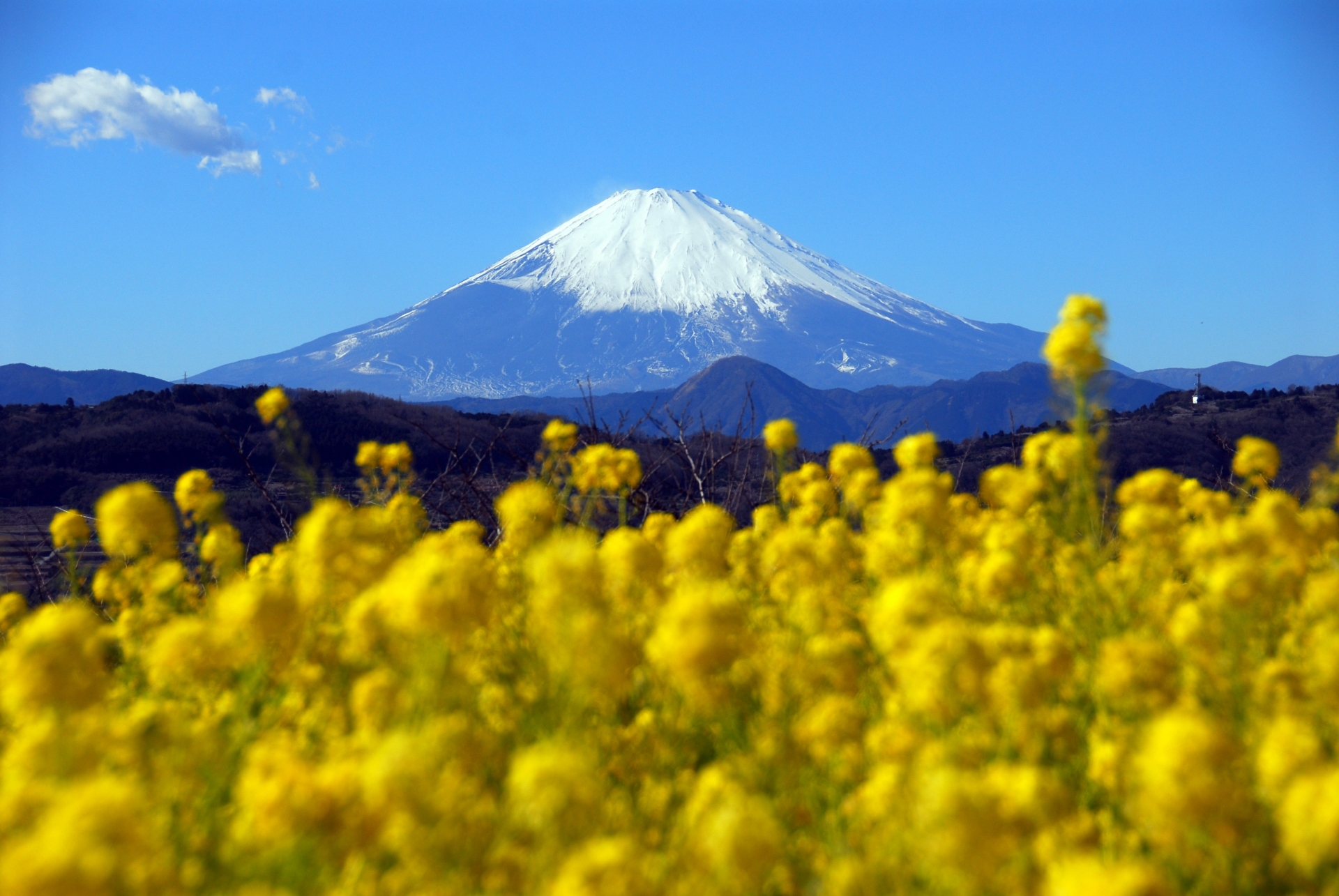 吾妻山公園