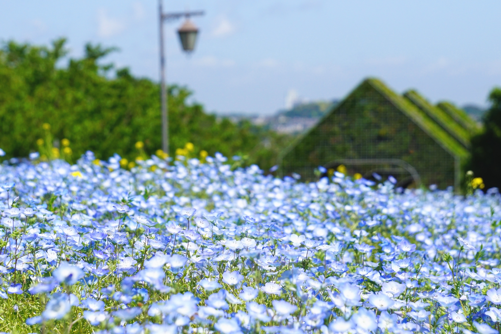 くりはま花の国