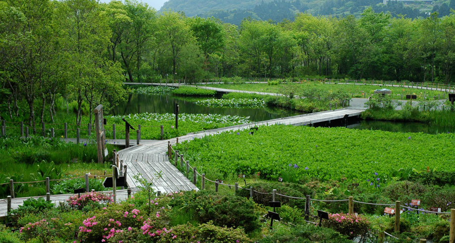 箱根湿生花園