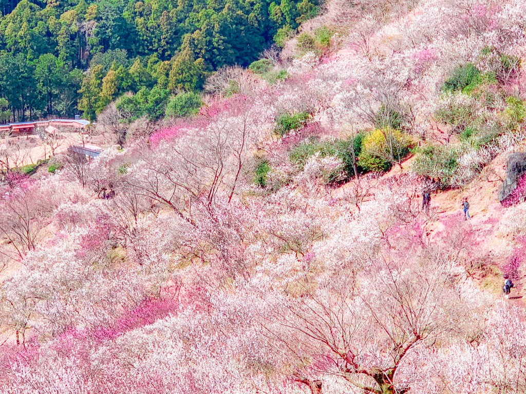 湯河原梅林