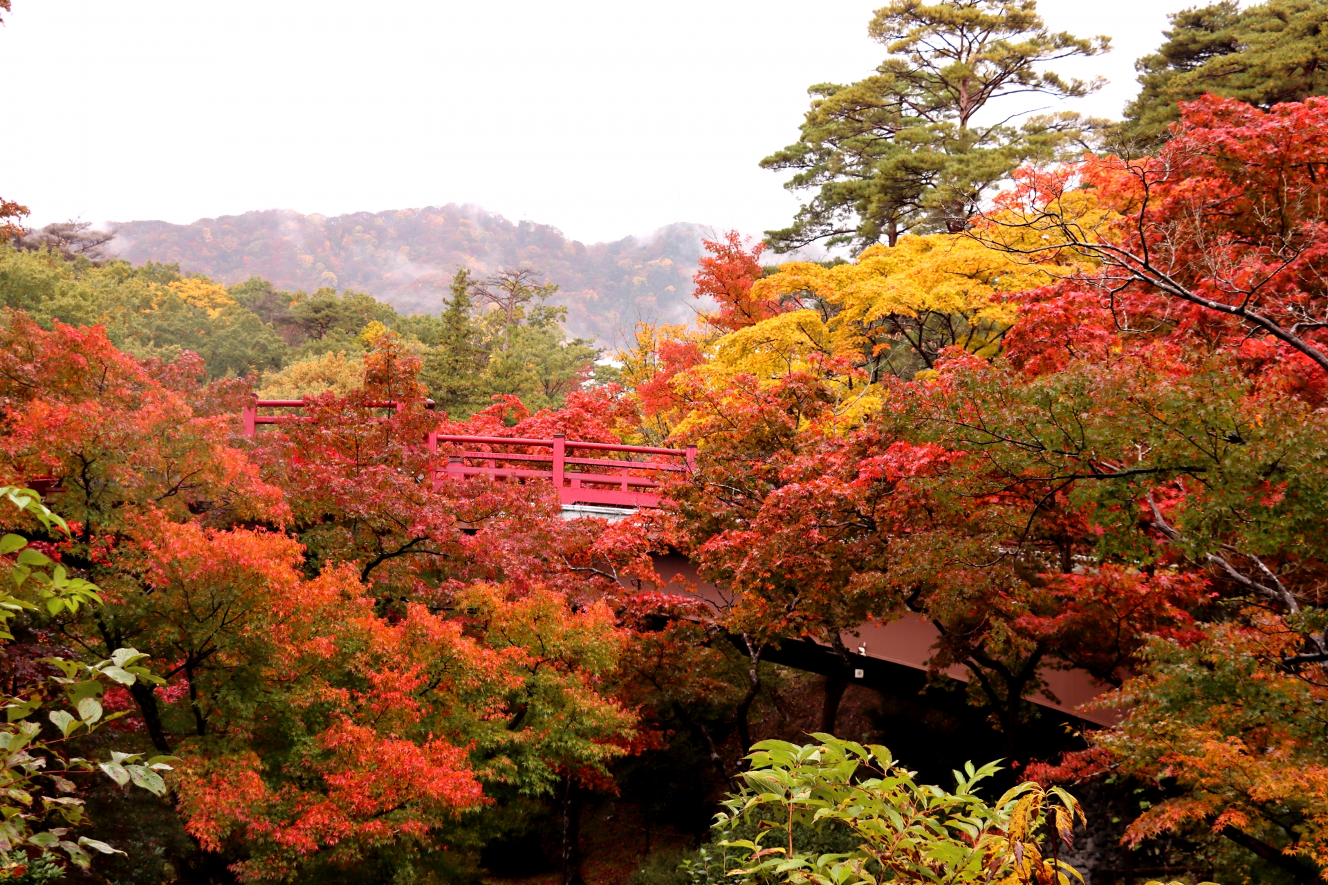 弥彦公園