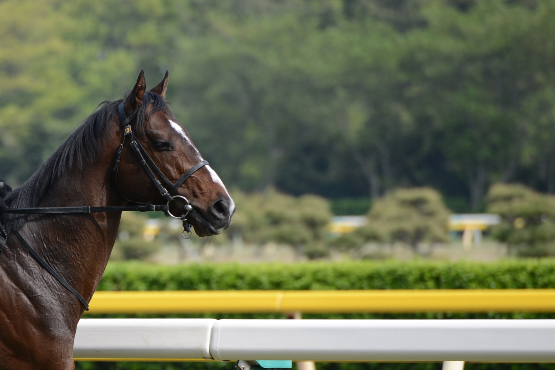 新潟競馬場