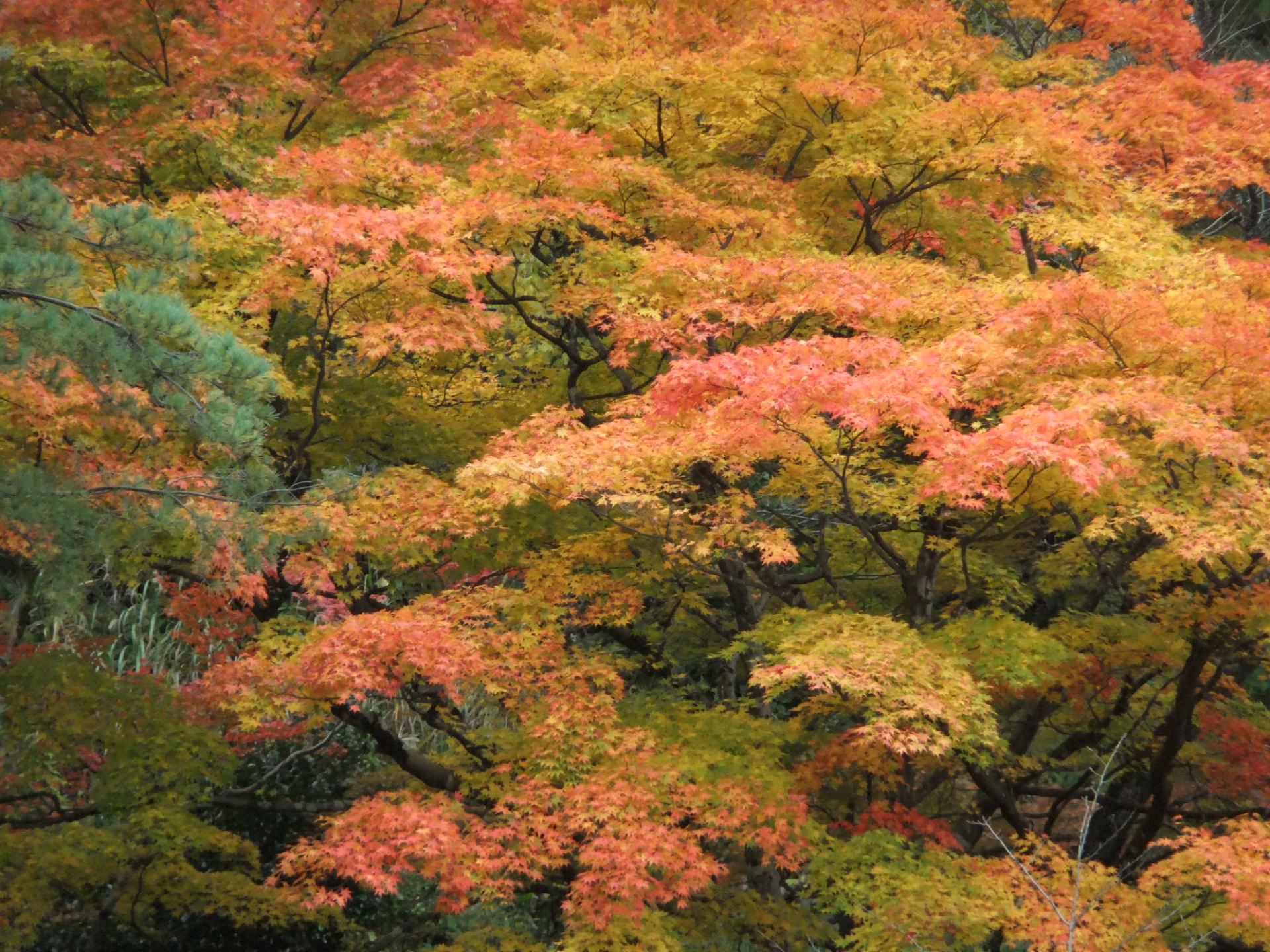 村松公園