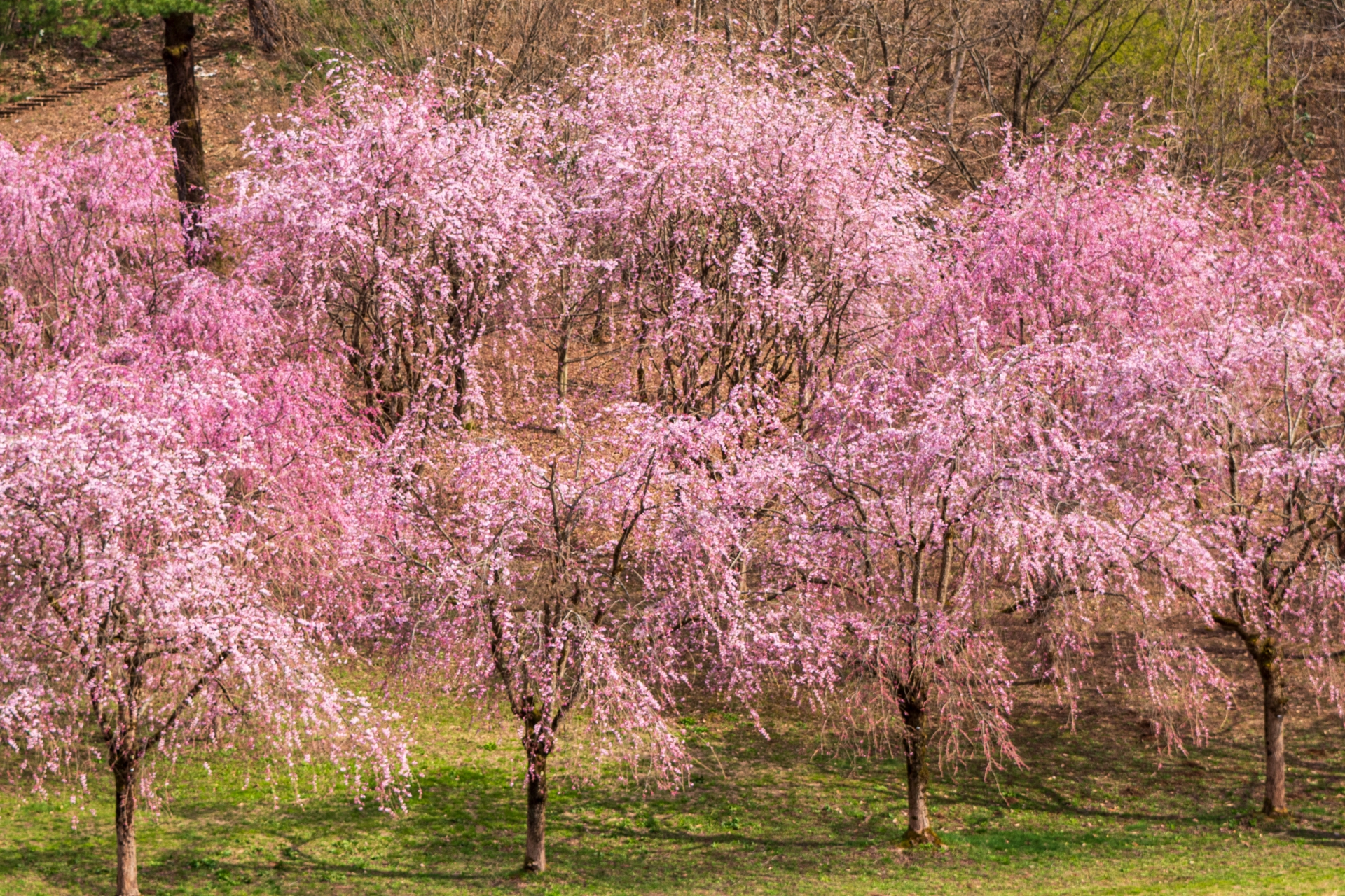 悠久山公園