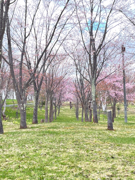 桜山公園