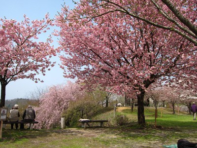 桜公園