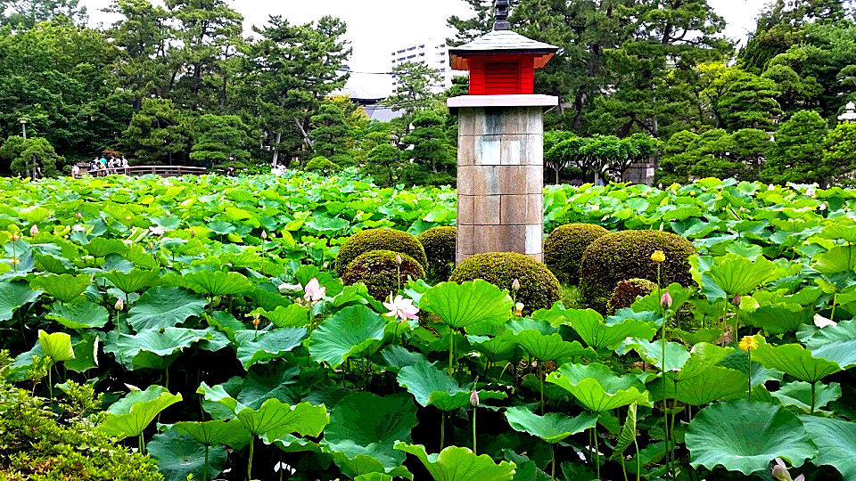 白山神社の蓮