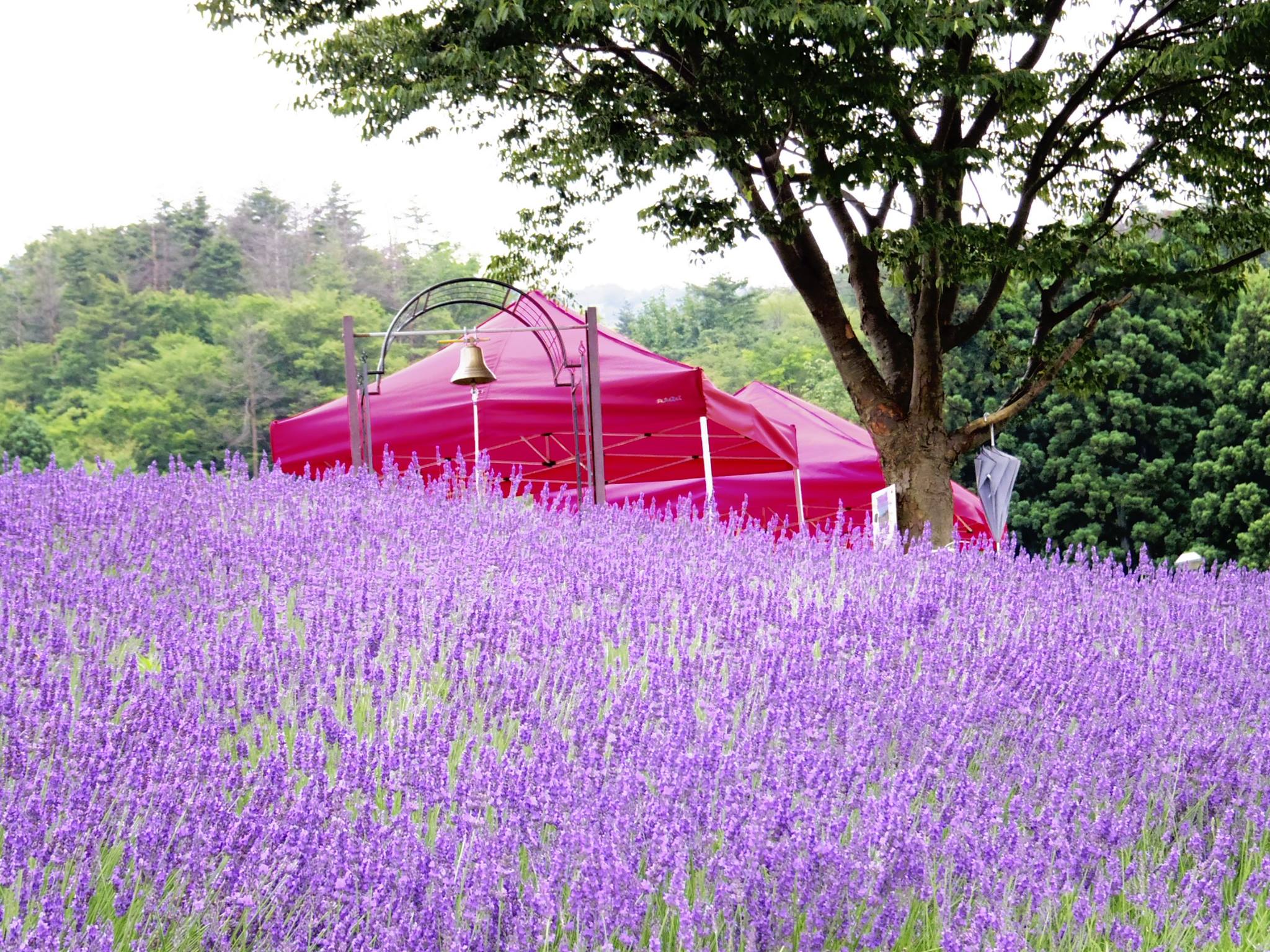 グリーンパークあらかわ総合運動公園 ラベンダー畑