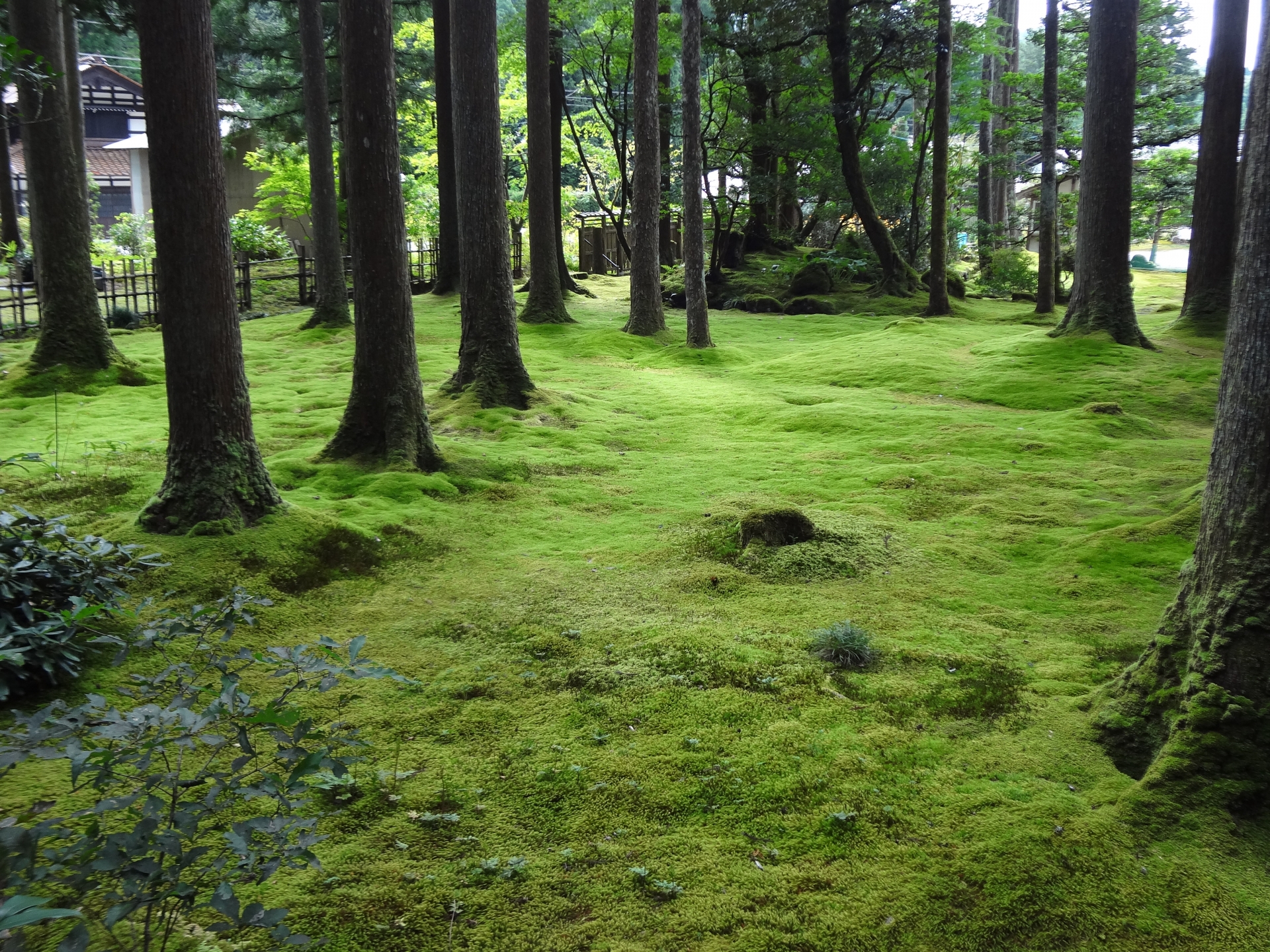 苔の里