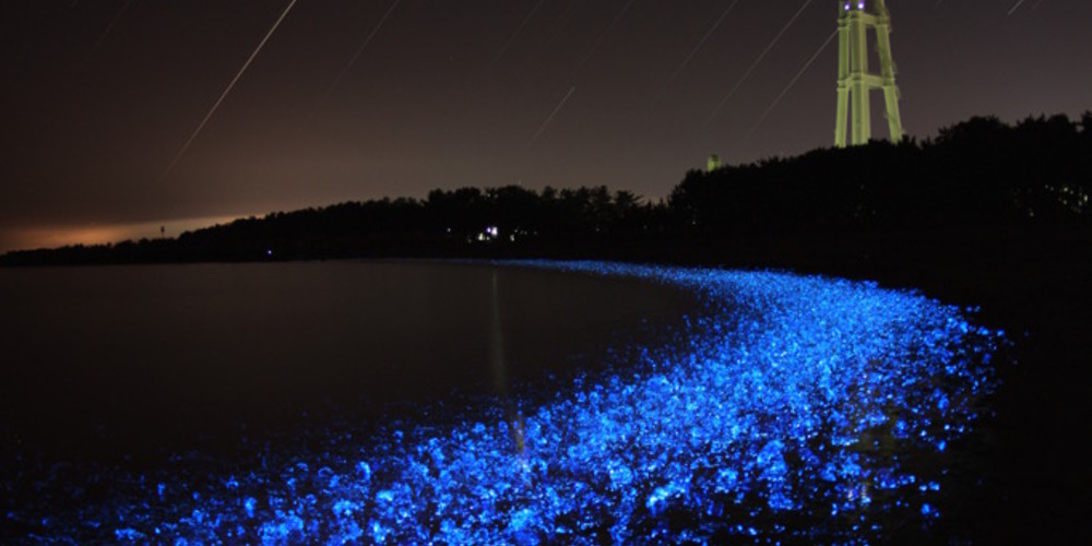 海ほたる