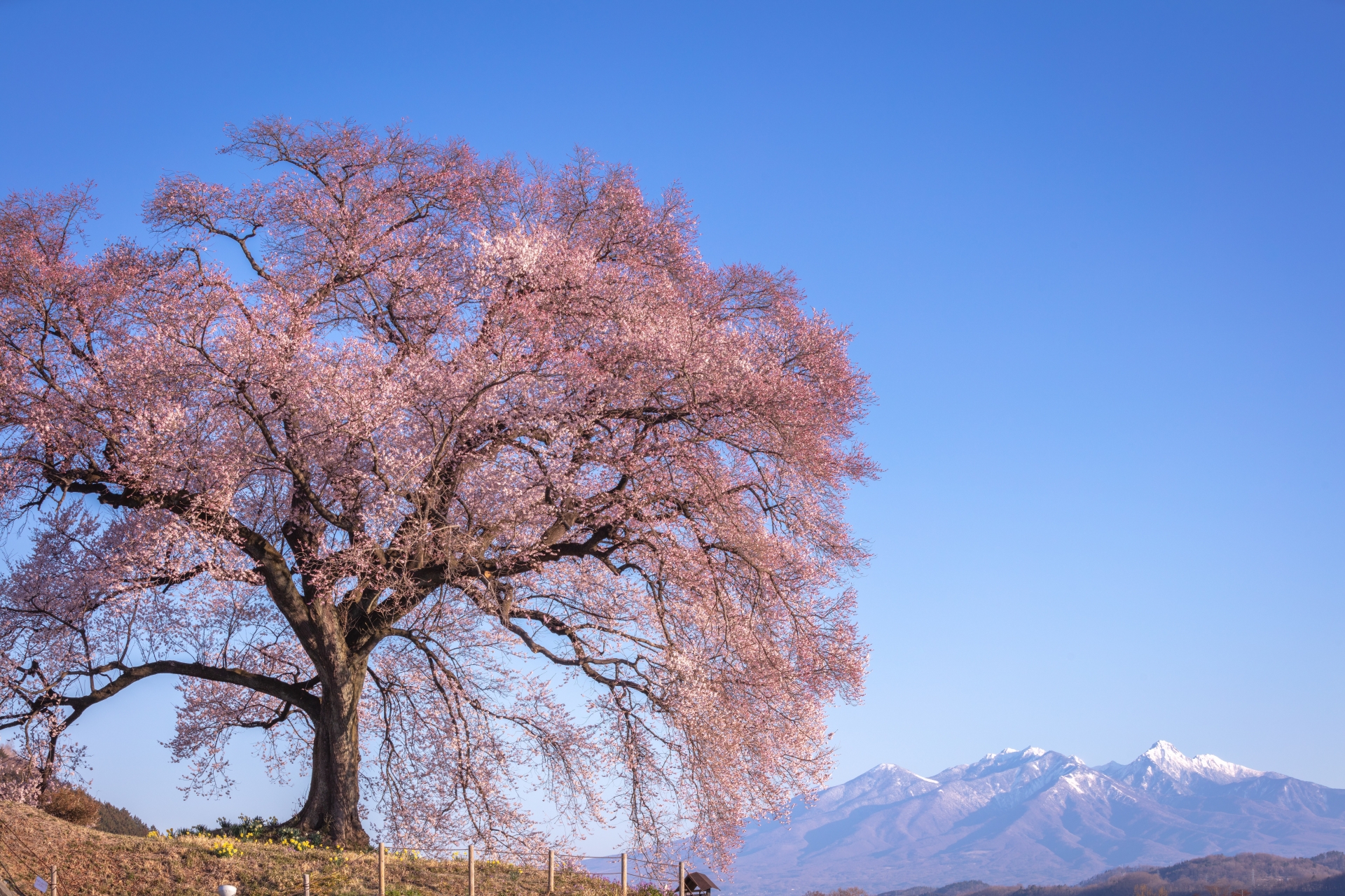 わに塚の桜