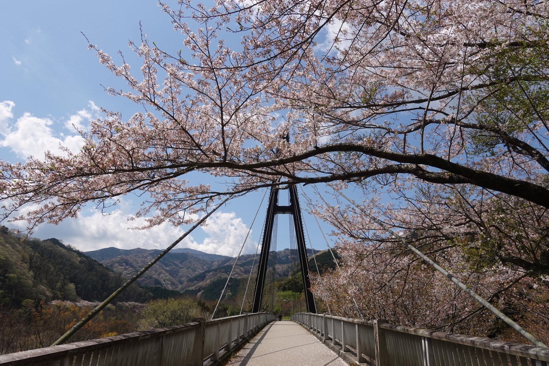 桜林公園