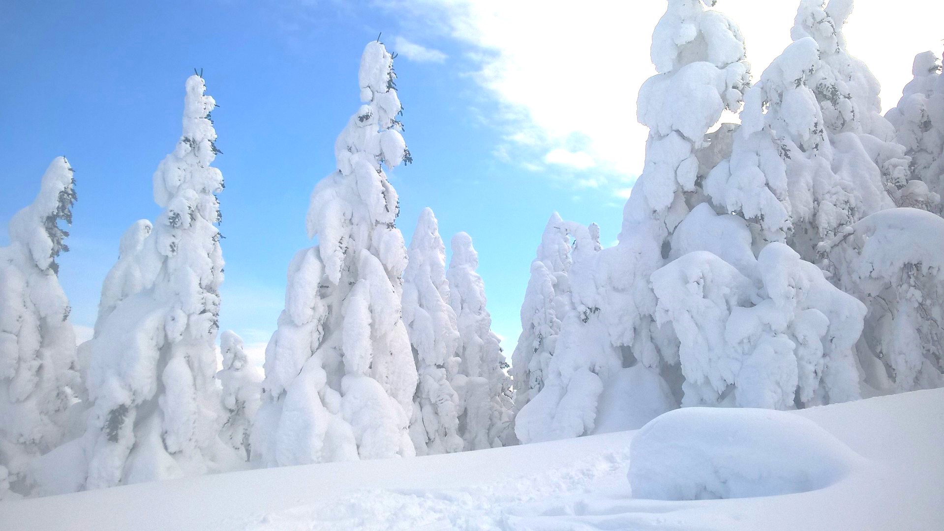 八甲田山の樹氷