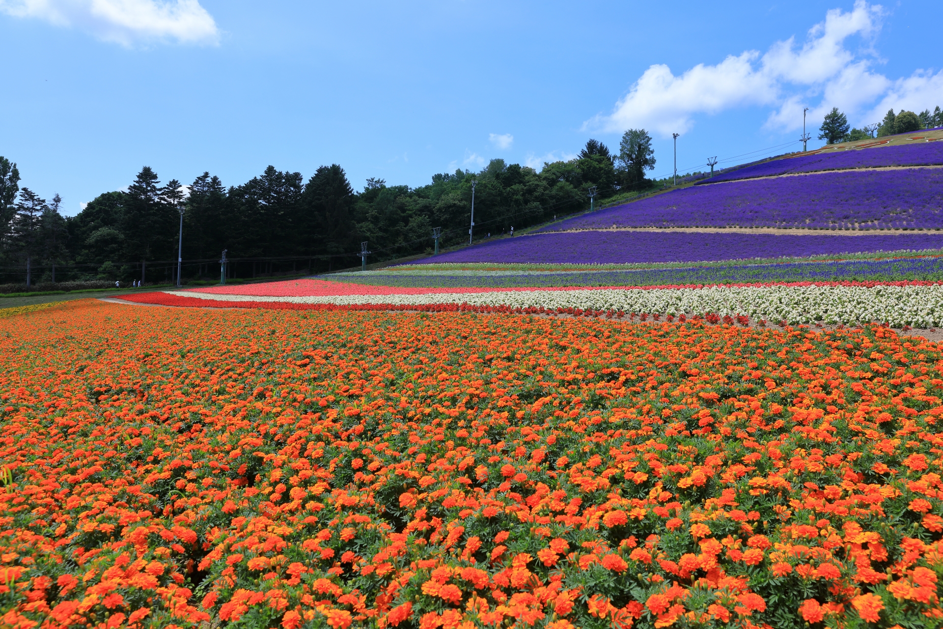 中富良野町営ラベンダー園